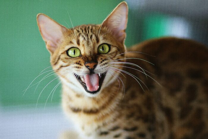 Bengal cat showing its teeth, illustrating feline dental structure.