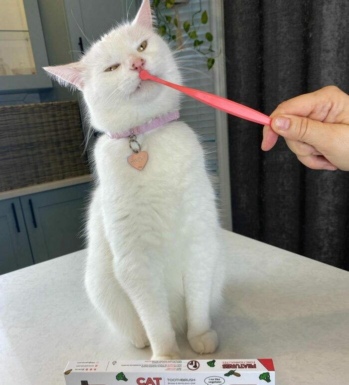 A white cat being brushed with a pink toothbrush, highlighting feline teeth care.