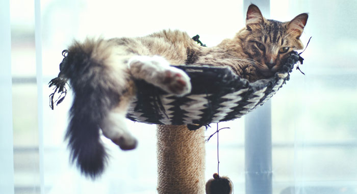 How to Clean a Cat Tree (Simple Steps for Cat Owners)