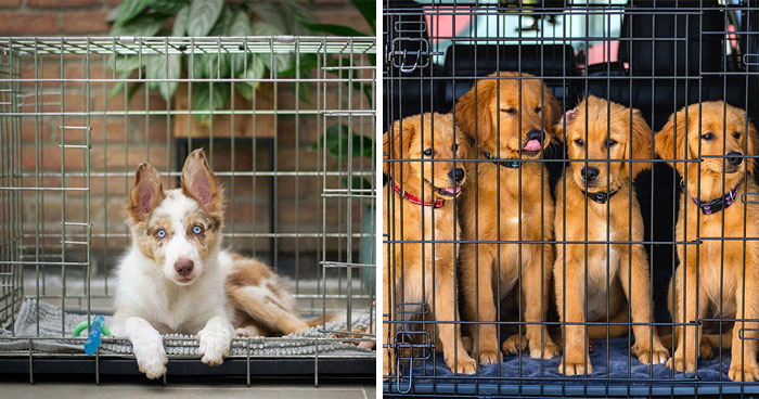 Effective Tips to Crate Train your Dog or Puppy