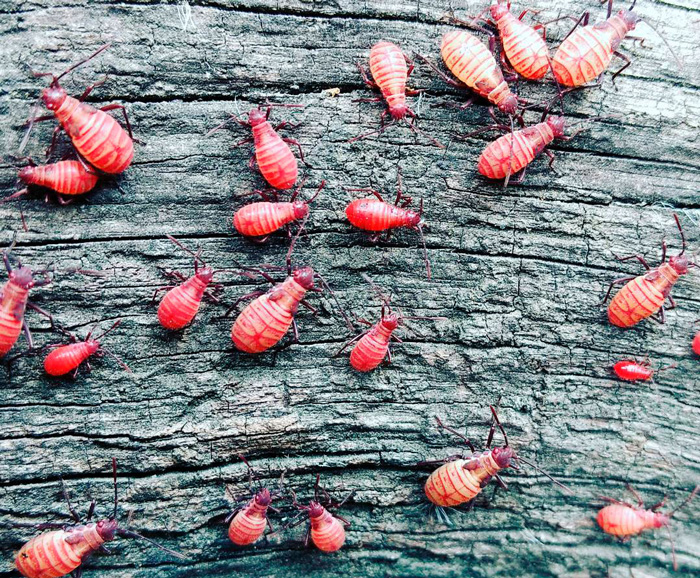 Close-up of nymph boxelder bugs