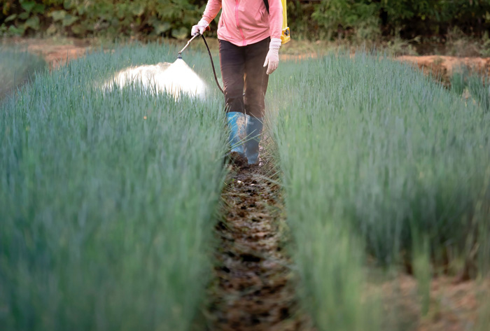 A farmer spraying insecticides
