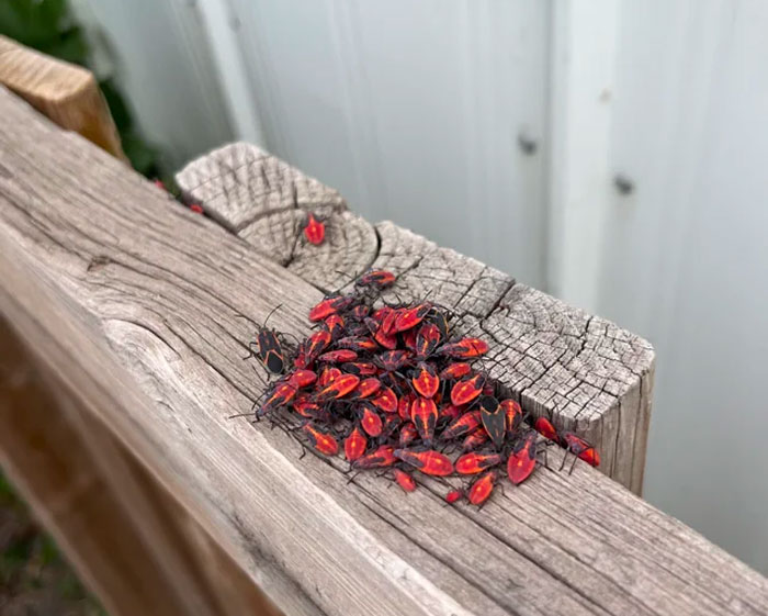 A swarm of boxelder bugs