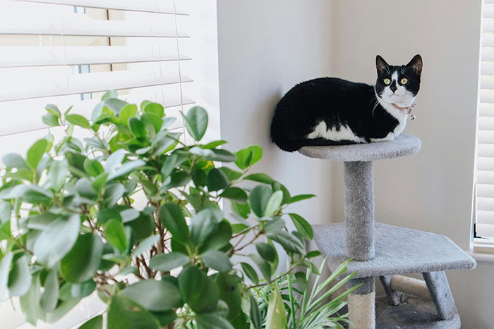 Cat on a scratching post near a potted plant, illustrating tips to keep cats away from plants. Cat on a scratching post near a potted plant, illustrating tips to keep cats away from plants.