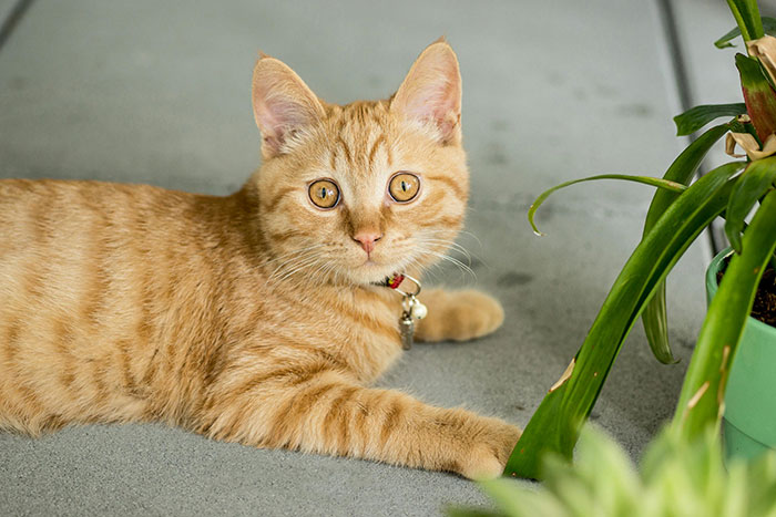 Orange tabby cat lying beside a potted plant on a porch, looking directly at the camera. Orange tabby cat lying beside a potted plant on a porch, looking directly at the camera.