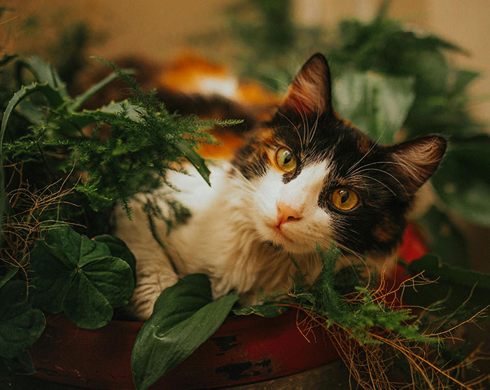 Cat nestled among houseplants, highlighting need for keeping cats away from plants. Cat nestled among houseplants, highlighting need for keeping cats away from plants.