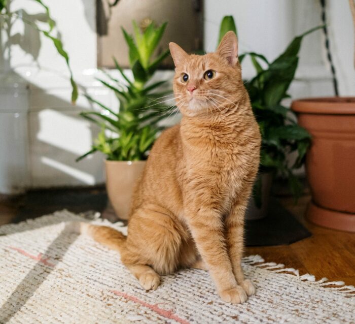 Orange cat sitting on a carpet with houseplants in the background. Orange cat sitting on a carpet with houseplants in the background.