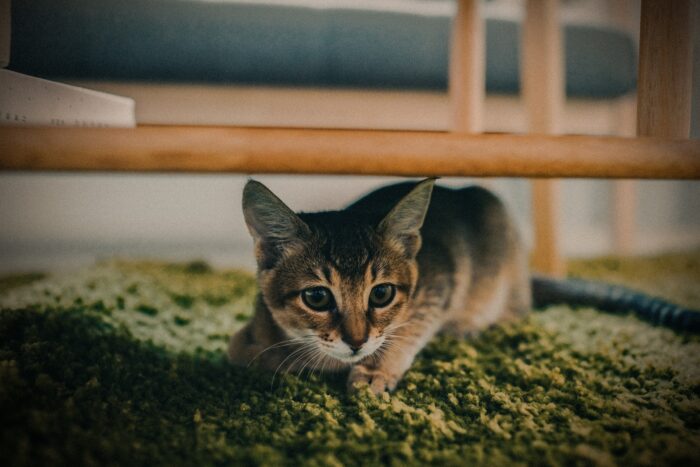Cat on green carpet under a wooden table, focused and alert, illustrating behavior tips for pet owners. Cat on green carpet under a wooden table, focused and alert, illustrating behavior tips for pet owners.