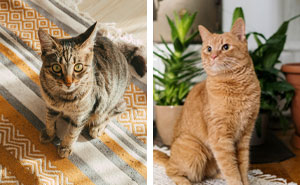 How to Keep Your Cat from Peeing on the Carpet