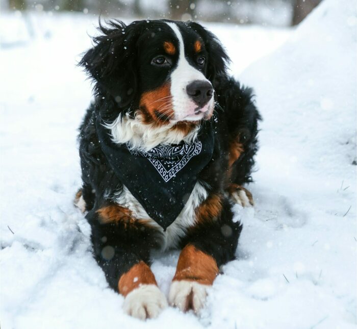Dog lying in snow wearing a bandana, staying warm outside in winter. Dog lying in snow wearing a bandana, staying warm outside in winter.