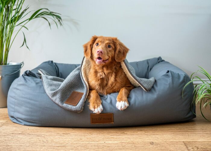 Dog staying warm in winter, sitting in a cozy pet bed with a blanket indoors. Dog staying warm in winter, sitting in a cozy pet bed with a blanket indoors.