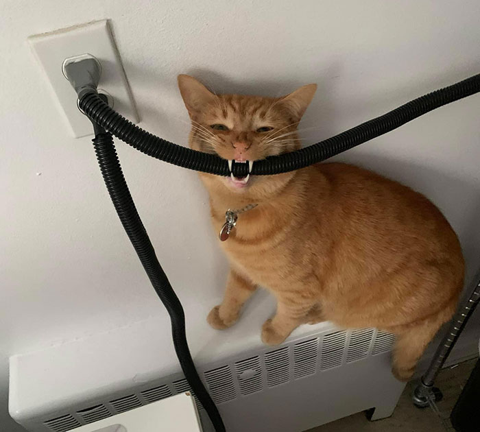 Orange cat trying to chew on a black cord plugged into a wall.