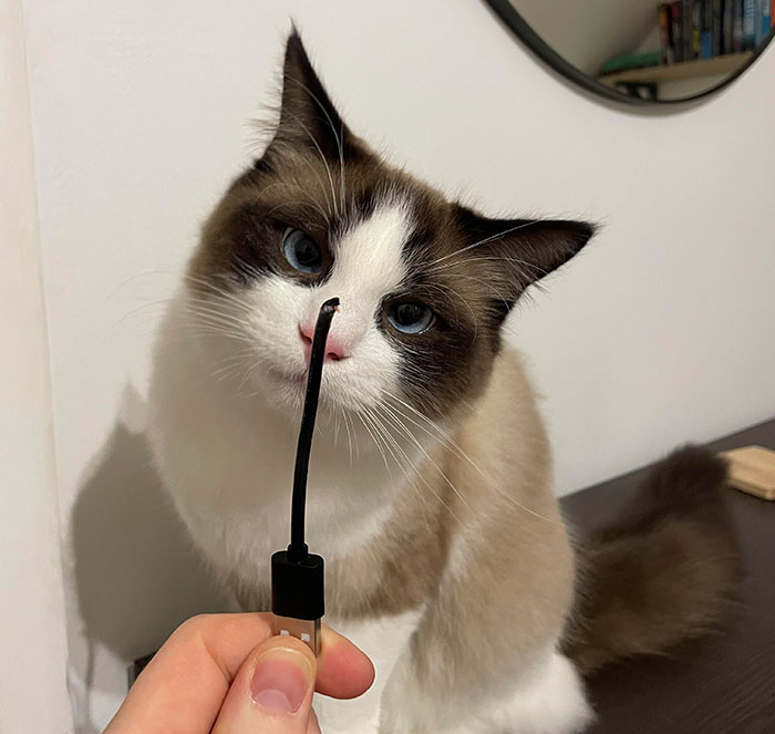 Cat sniffing a black cord, exploring its surroundings.