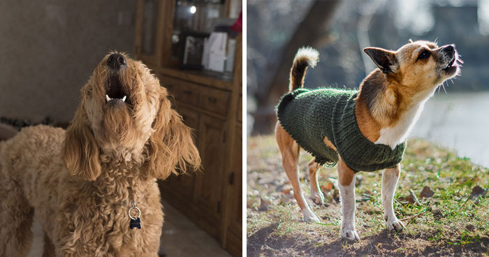 How to Train Your Dog to Stop Barking – Expert Tips