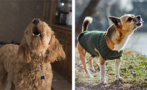 How to Train Your Dog to Stop Barking – Expert Tips