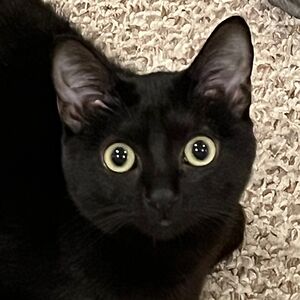 gwendaisykaraba avatar