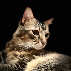 crazycrocodile avatar