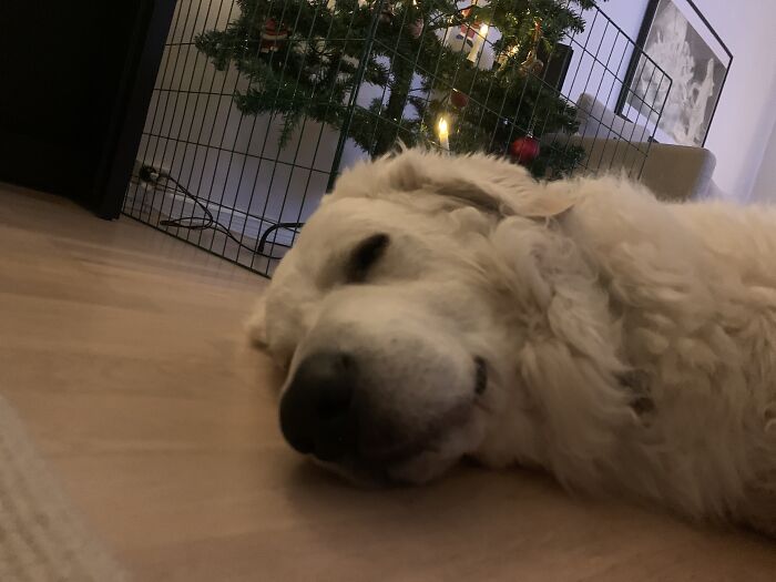 By Good Boi Lucas In Front Of The Christmas Tree Which Has Been Protected By Fences (He’s Scared Of Them Because They Make A Loud Noise When Falling, Etc