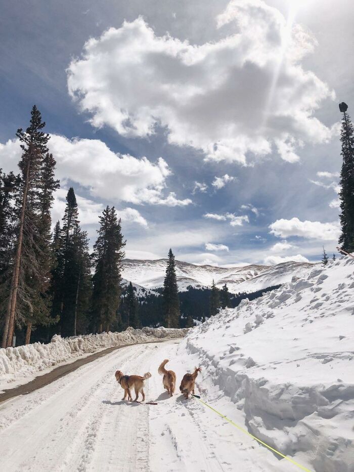 Lola, Harley, And Abbey The Golden Retrievers