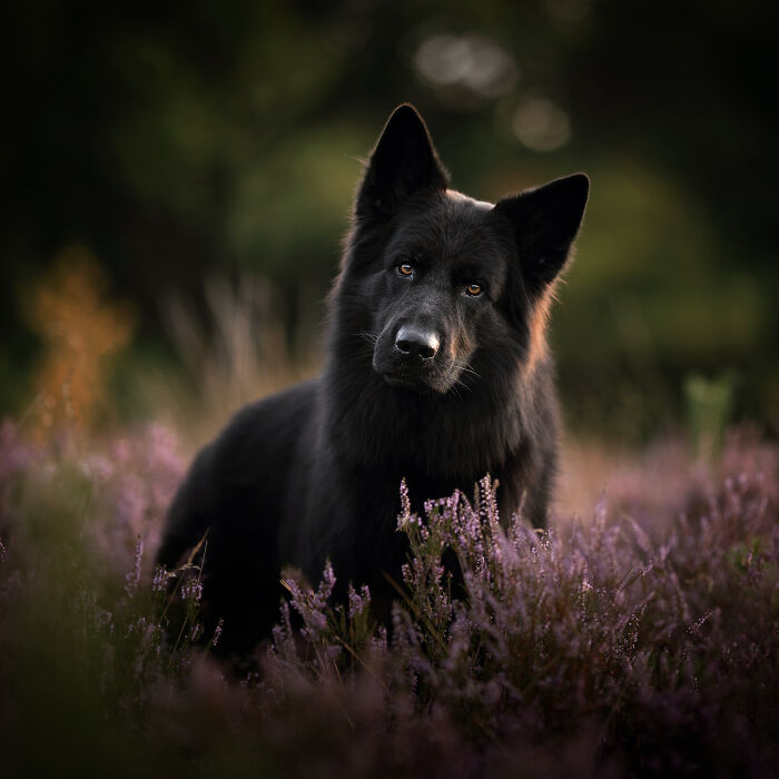 A Photograph Of A Dog