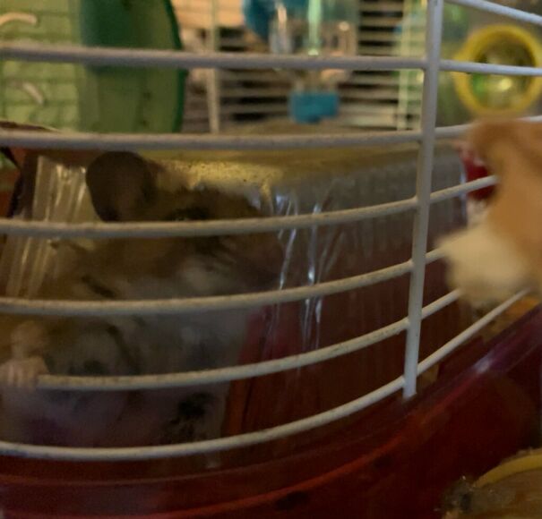 Baby Mouse Saying " Gimme Da Peenut Butta. Gimme Nooooooooow!