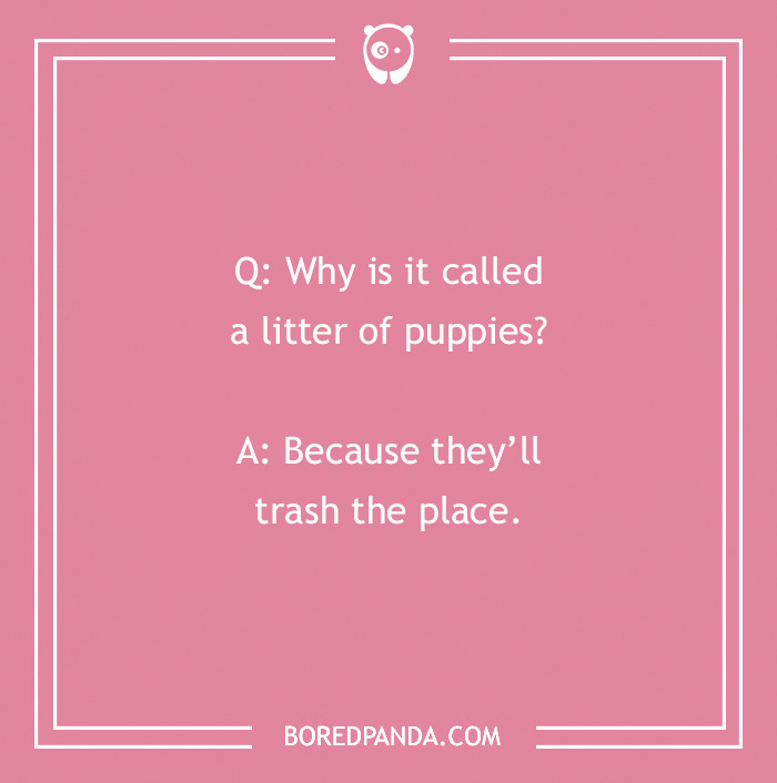 Jokes about dogs on a pink background. Text: Why is it called a litter of puppies? Because they'll trash the place.