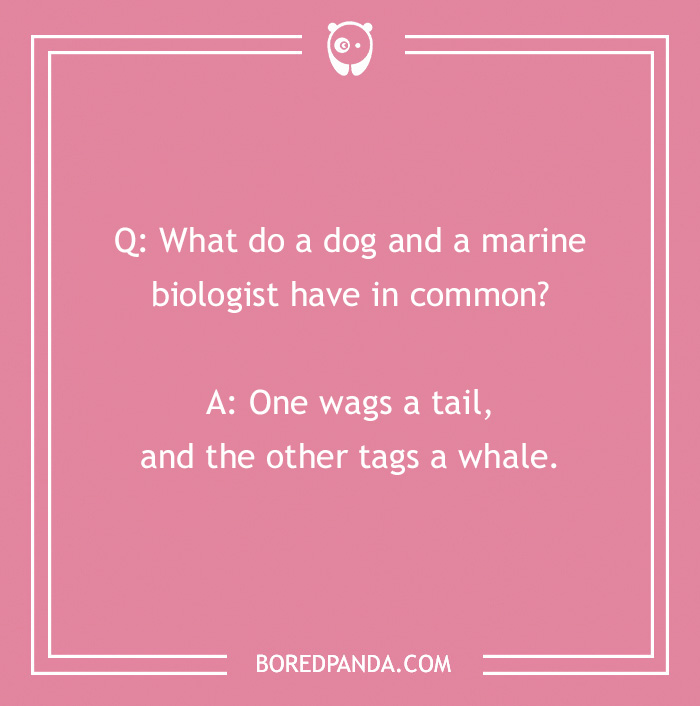 Dog joke on pink background: "What do a dog and a marine biologist have in common? One wags a tail, and the other tags a whale."