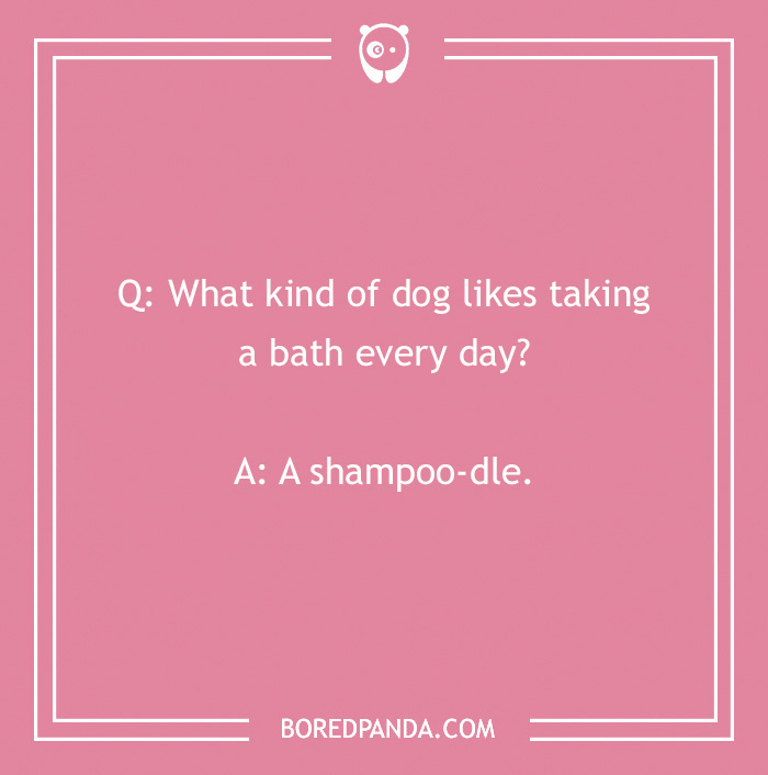 Dog joke: "What kind of dog likes taking a bath every day? A shampoo-dle."