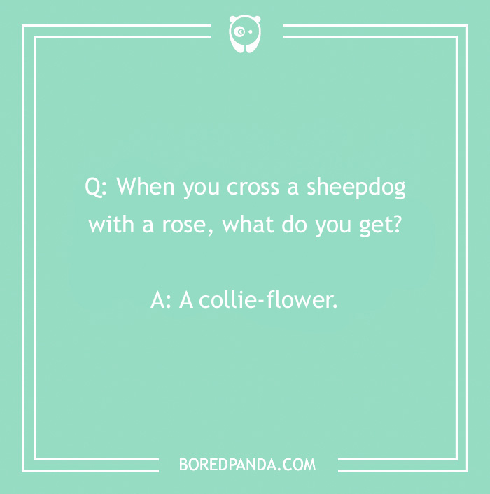 Dog joke on a mint green background: "Q: When you cross a sheepdog with a rose, what do you get? A: A collie-flower."