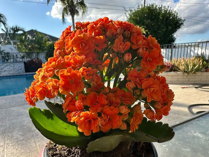 Kalanchoe in bright sunlight Kalanchoe in bright sunlight