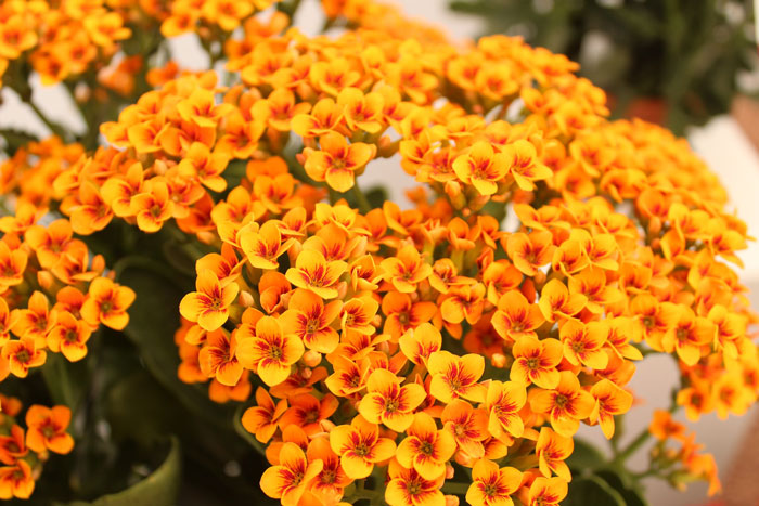 Kalanchoe flowers Kalanchoe flowers