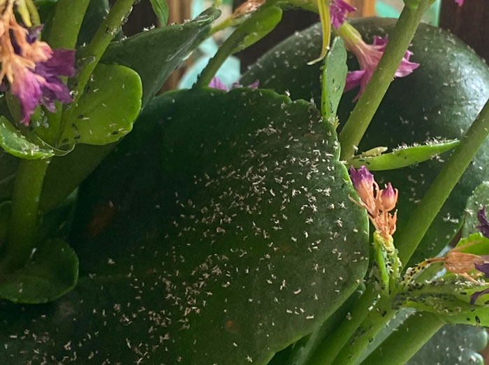 Mealybugs on kalanchoes Mealybugs on kalanchoes