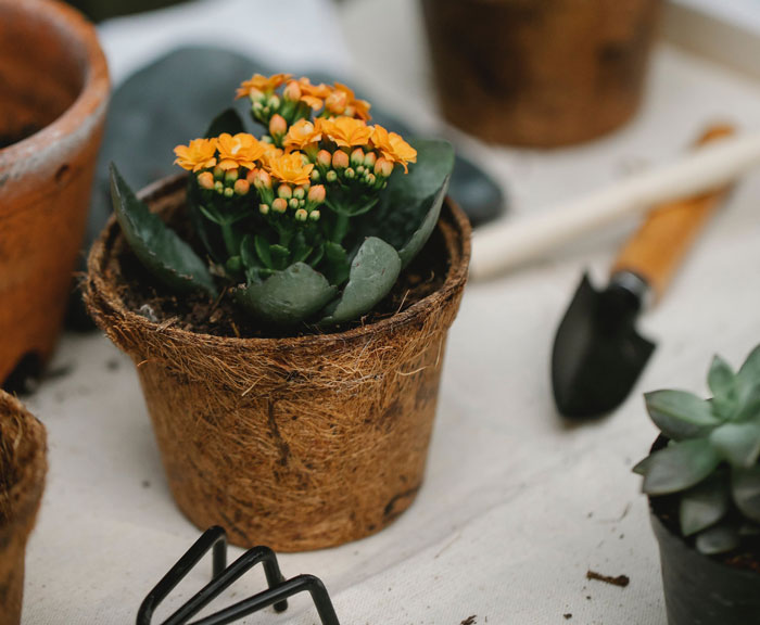 Kalanchoe in a pot Kalanchoe in a pot