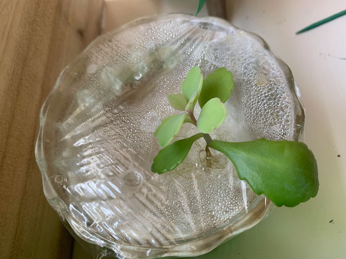 A kalanchoe plant growing from a pot covered with a plastic bag A kalanchoe plant growing from a pot covered with a plastic bag