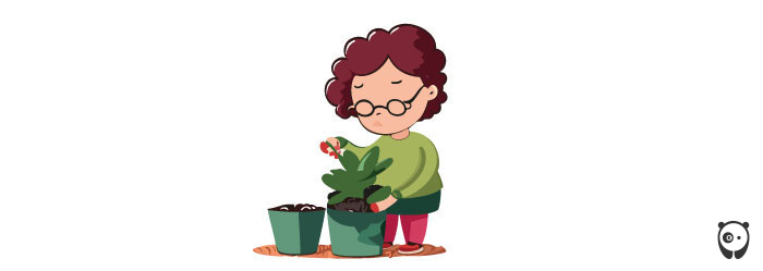 Illustration of a woman repotting a kalanchoe Illustration of a woman repotting a kalanchoe