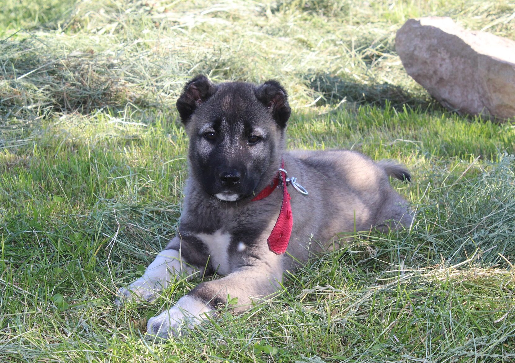 Kangal dog puppy with a red collar lying on grass.