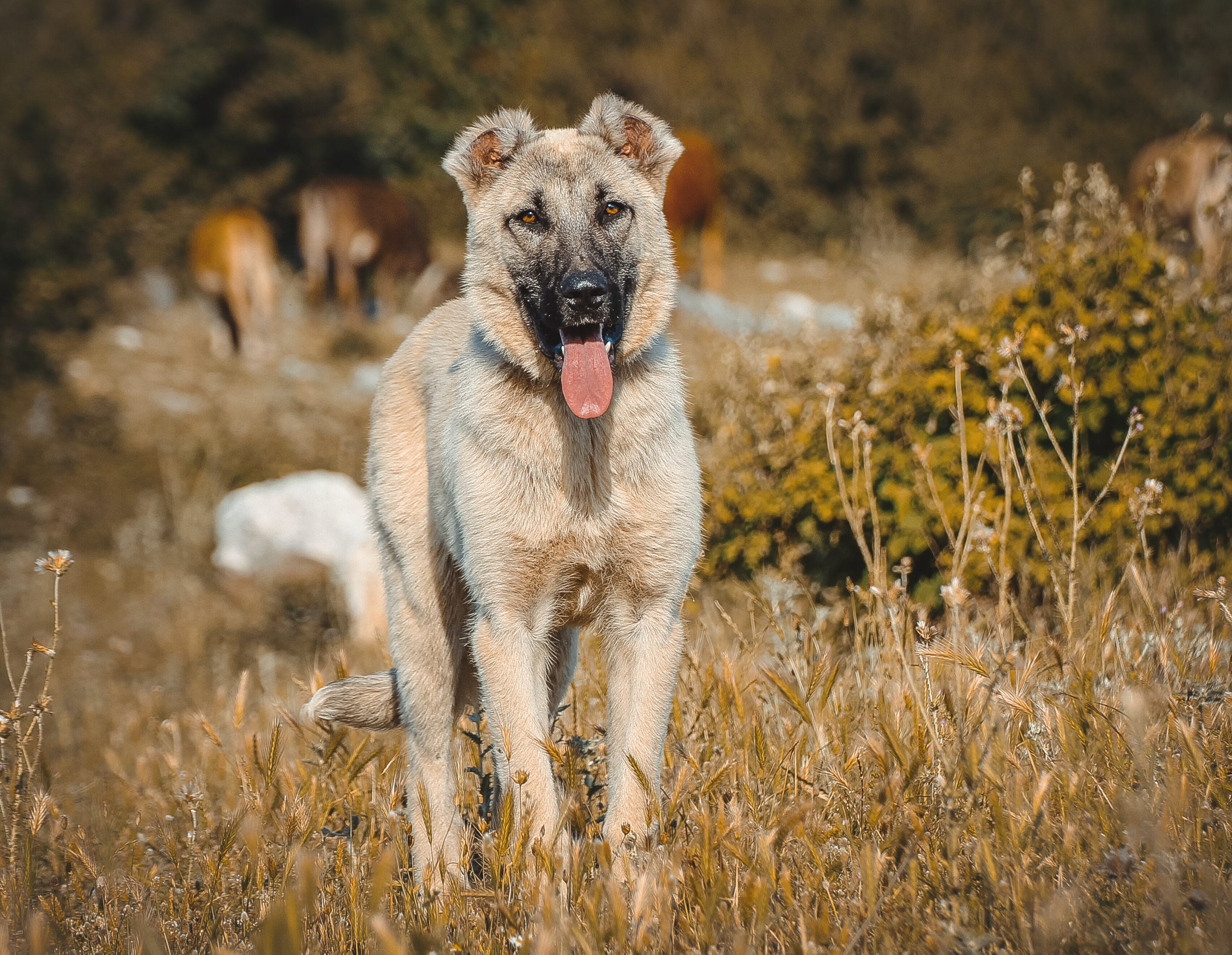 Kangal dog standing in a field, showcasing its strong build and alert expression.