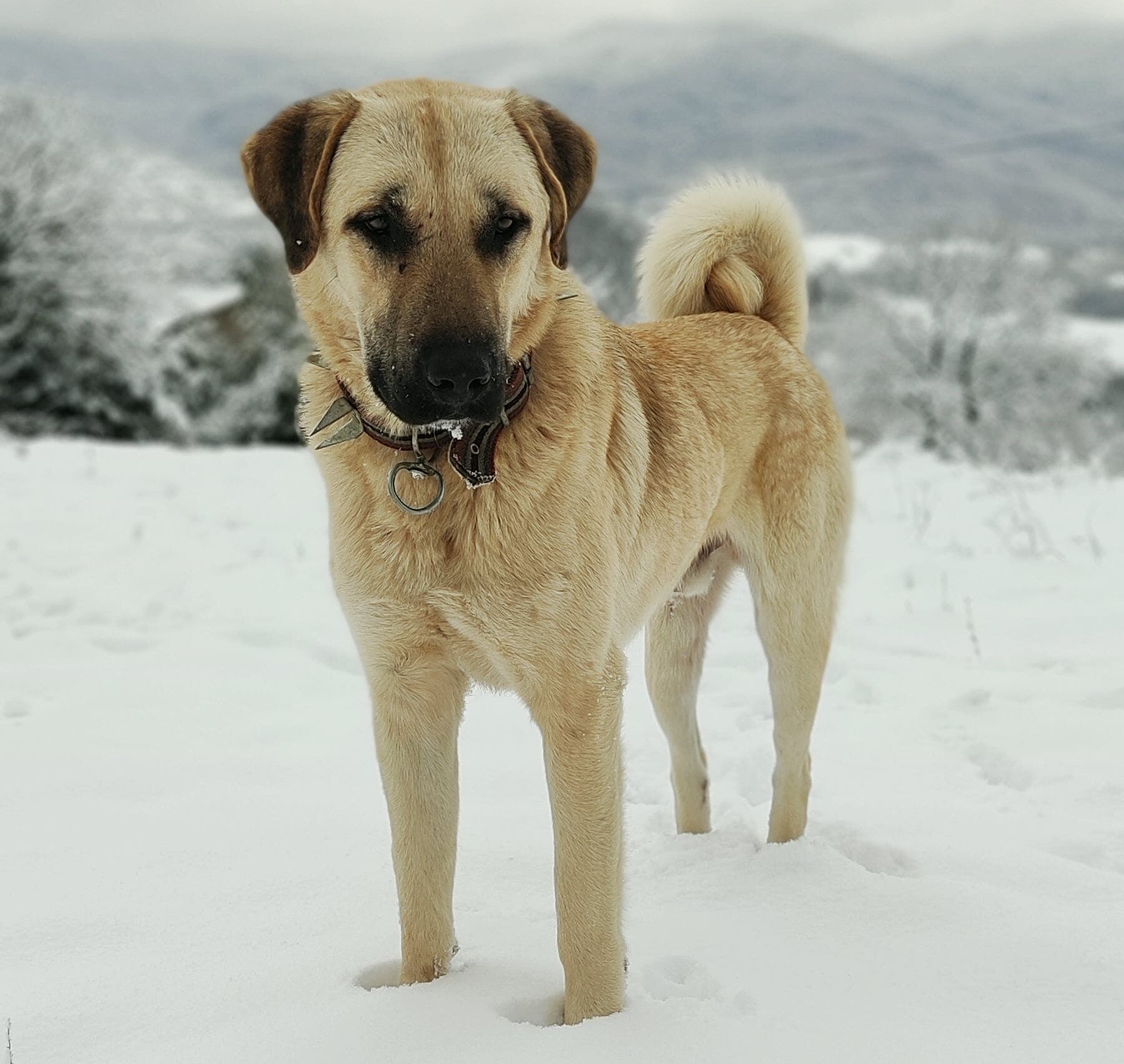 Kangal dog standing in snowy landscape, highlighting the breed's strength and resilience.