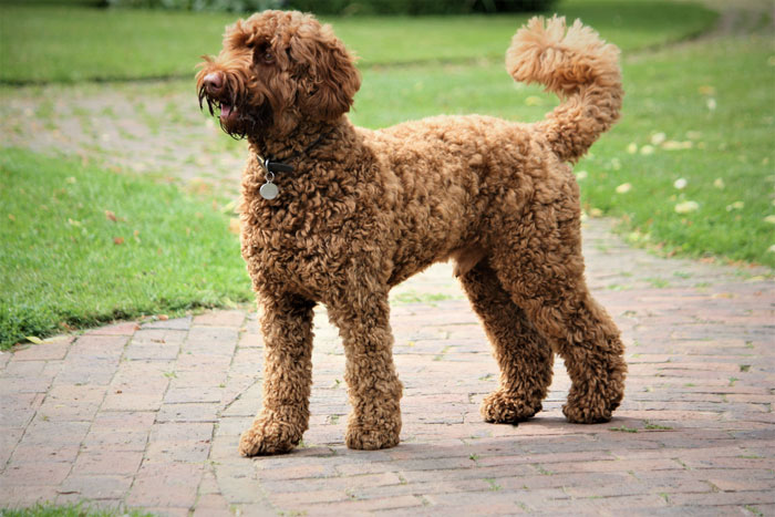 Curly-coated Labradoodle standing on a brick path in a green park.