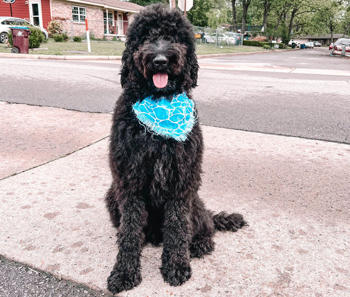 Labradoodle with a curly black coat, wearing a blue bandana, sitting on a sidewalk in a suburban neighborhood.