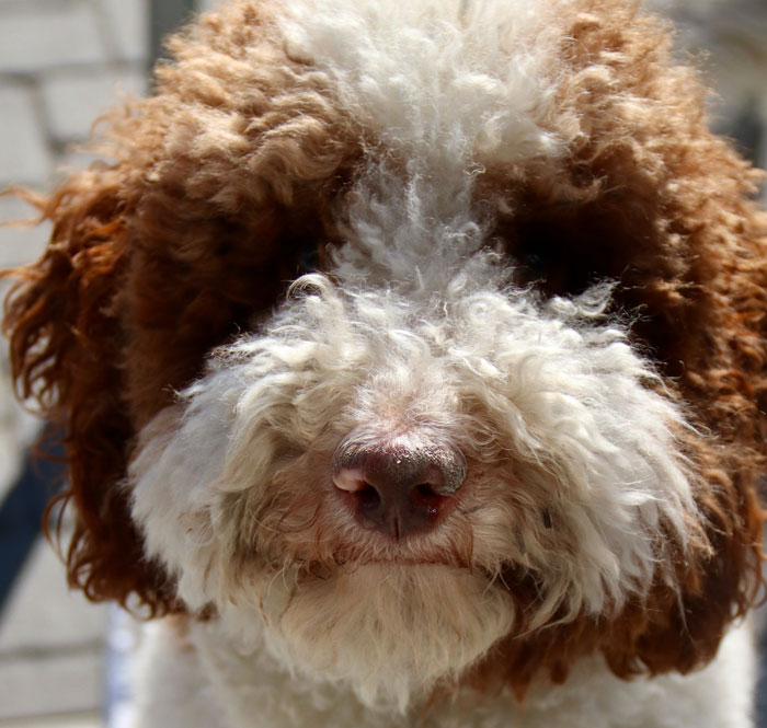 Close-up of a Labradoodle with curly, brown and white fur, looking towards the camera.