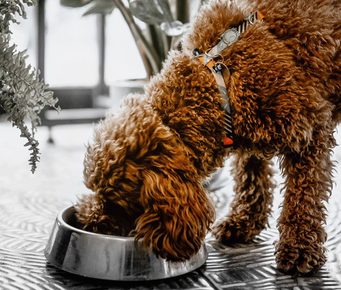 Labradoodle eating from a bowl indoors, showcasing its curly coat and friendly demeanor.