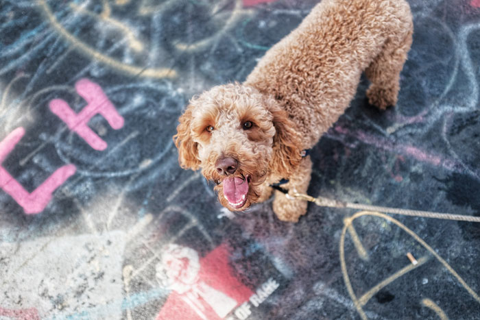 A Labradoodle dog on a colorful painted pavement, looking up and panting.