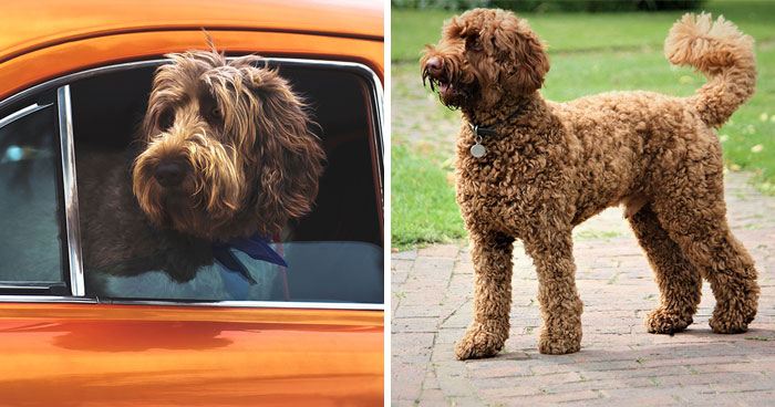 Labradoodle Dog Breed: Everything Covered