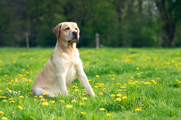 Labrador Retriever sitting in a field with green grass and yellow flowers.