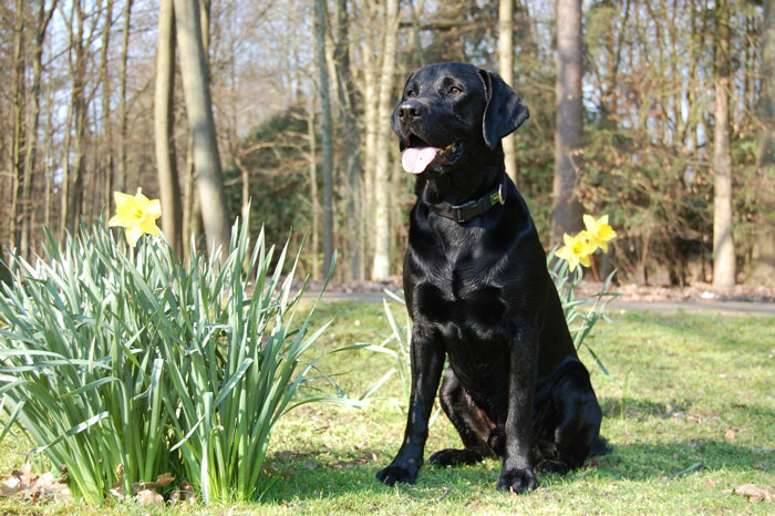 Black Labrador Retriever sitting on grass with daffodils in a sunny wooded park.
