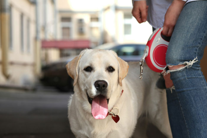 Labrador Retriever on a walk, tongue out, with owner holding a leash in an urban setting.