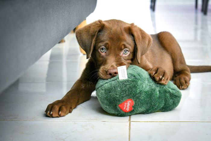 A Labrador Retriever puppy with a toy on a tile floor.