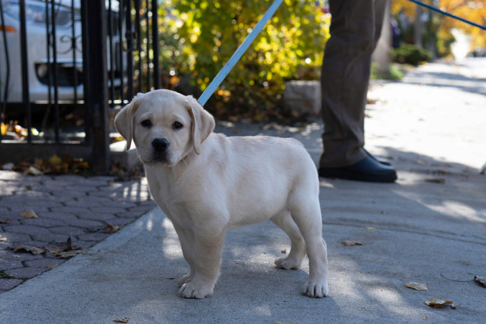 Labrador Retriever puppy on a leash, standing on a sidewalk with greenery in the background.