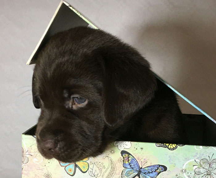Chocolate Labrador Retriever puppy in a decorative box, looking curious.
